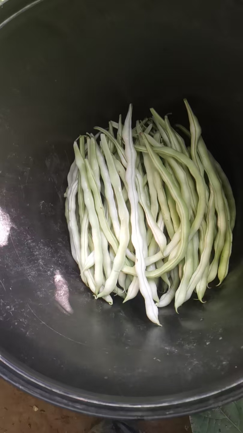 白无丝豆角