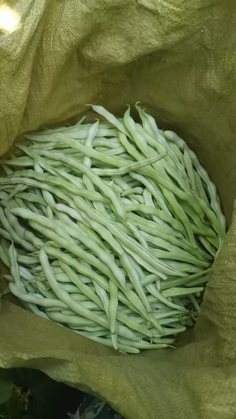 白无丝豆角