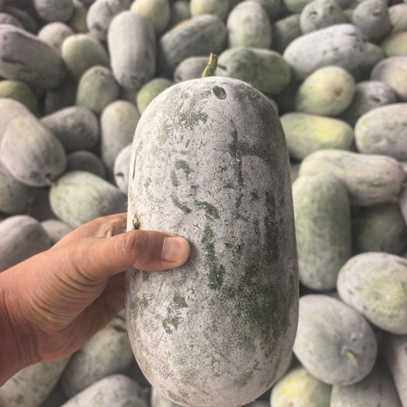 河南精品水果冬瓜一串零，小冬香，支持市场，电商一件代发
