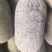 河南精品水果冬瓜一串零，小冬香，支持市场，电商一件代发