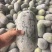 河南精品水果冬瓜一串零，小冬香，支持市场，电商一件代发
