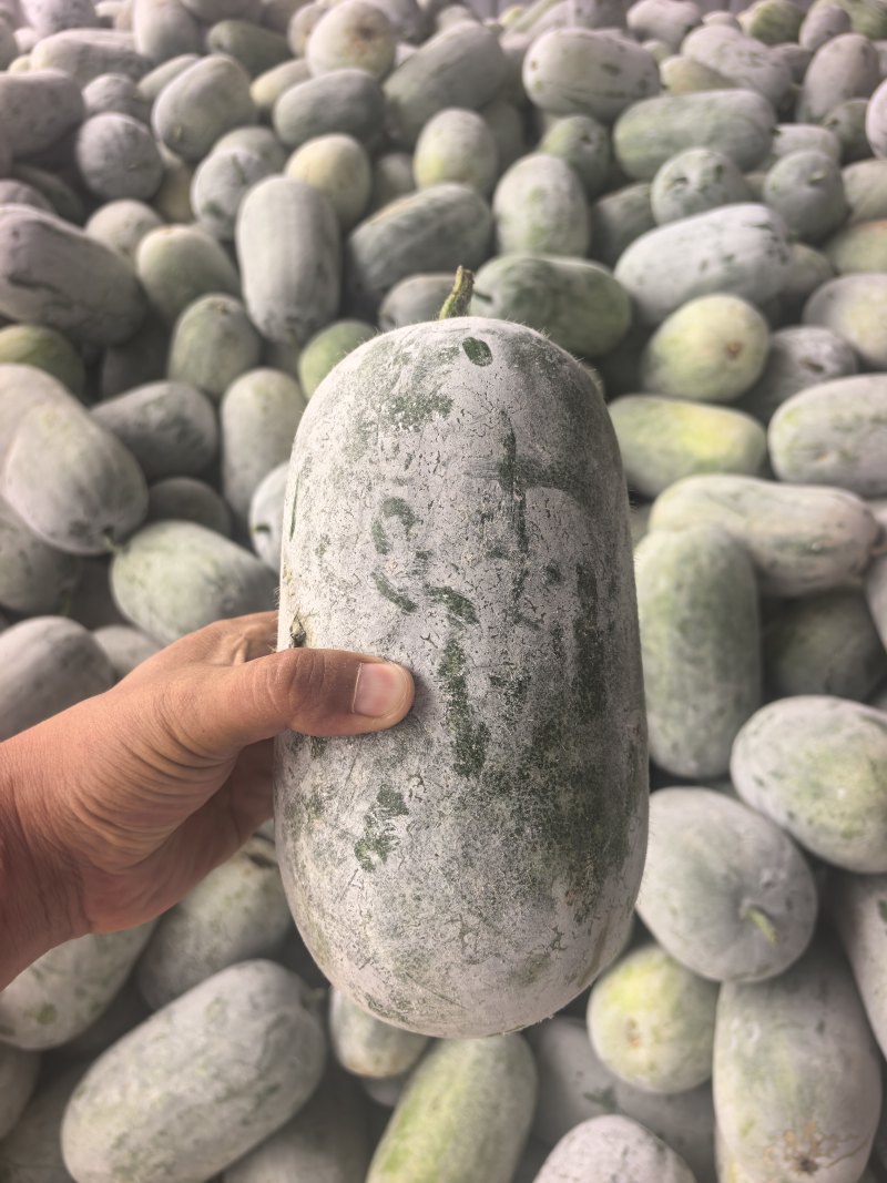 河南精品水果冬瓜一串零，小冬香，支持市场，电商一件代发