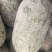河南精品水果冬瓜一串零，小冬香，支持市场，电商一件代发