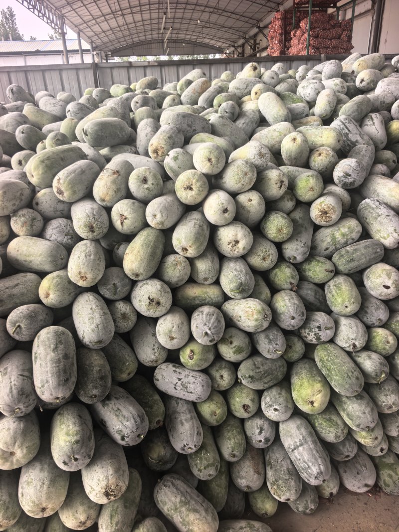 河南精品水果冬瓜一串零，小冬香，支持市场，电商一件代发