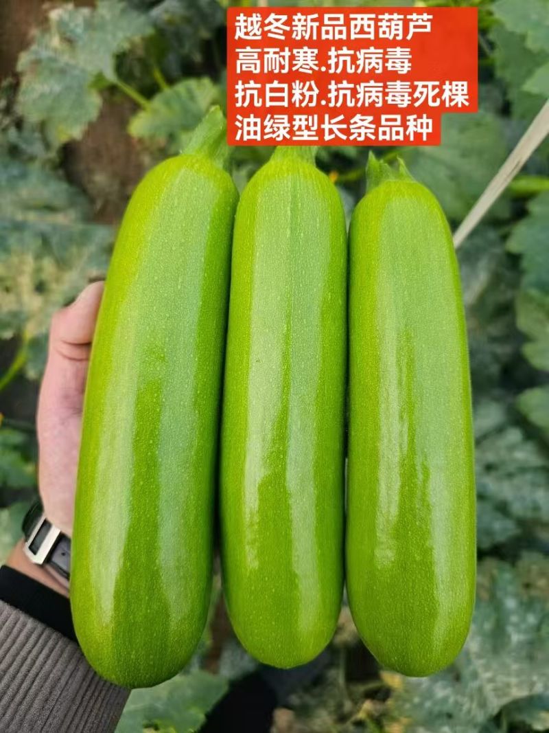 西葫芦苗，绿油亮型耐热，耐寒品种齐全支持全国发苗
