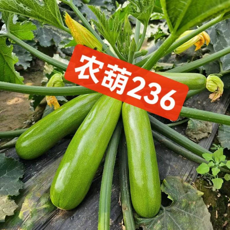 西葫芦苗，绿油亮型耐热，耐寒品种齐全支持全国发苗