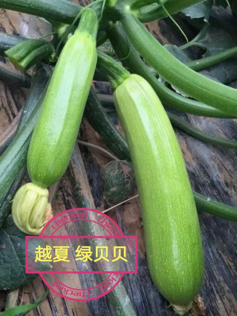西葫芦苗，绿油亮型耐热，耐寒品种齐全支持全国发苗