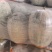河南精品水果冬瓜一串零，小冬香，支持市场，电商一件代发