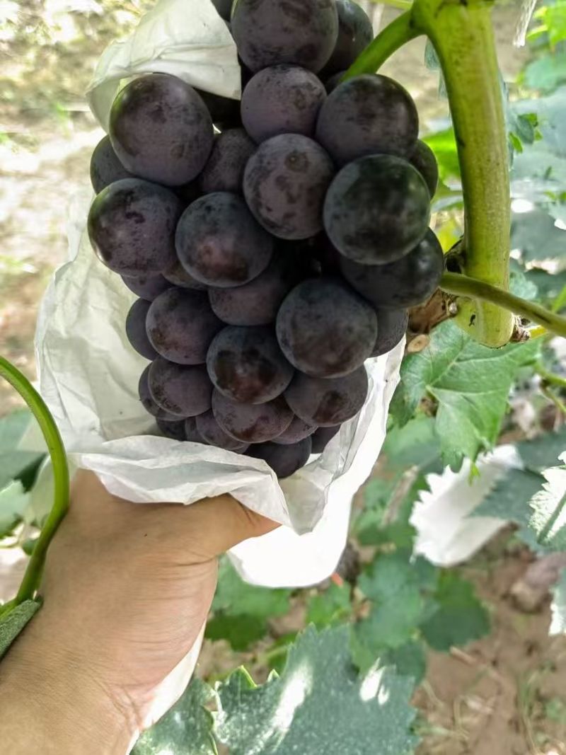 【精选】早熟晨旭葡萄上市中，鲜果大量现货，对接各大商超！