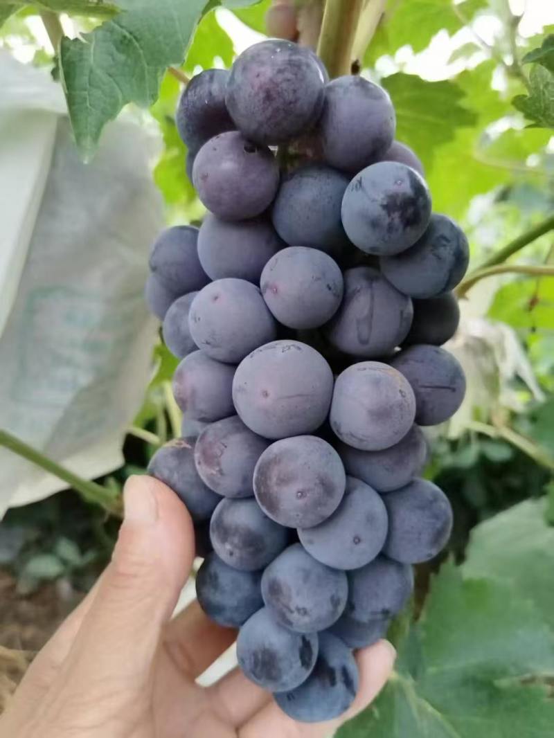 【精选】早熟晨旭葡萄上市中，鲜果大量现货，对接各大商超！
