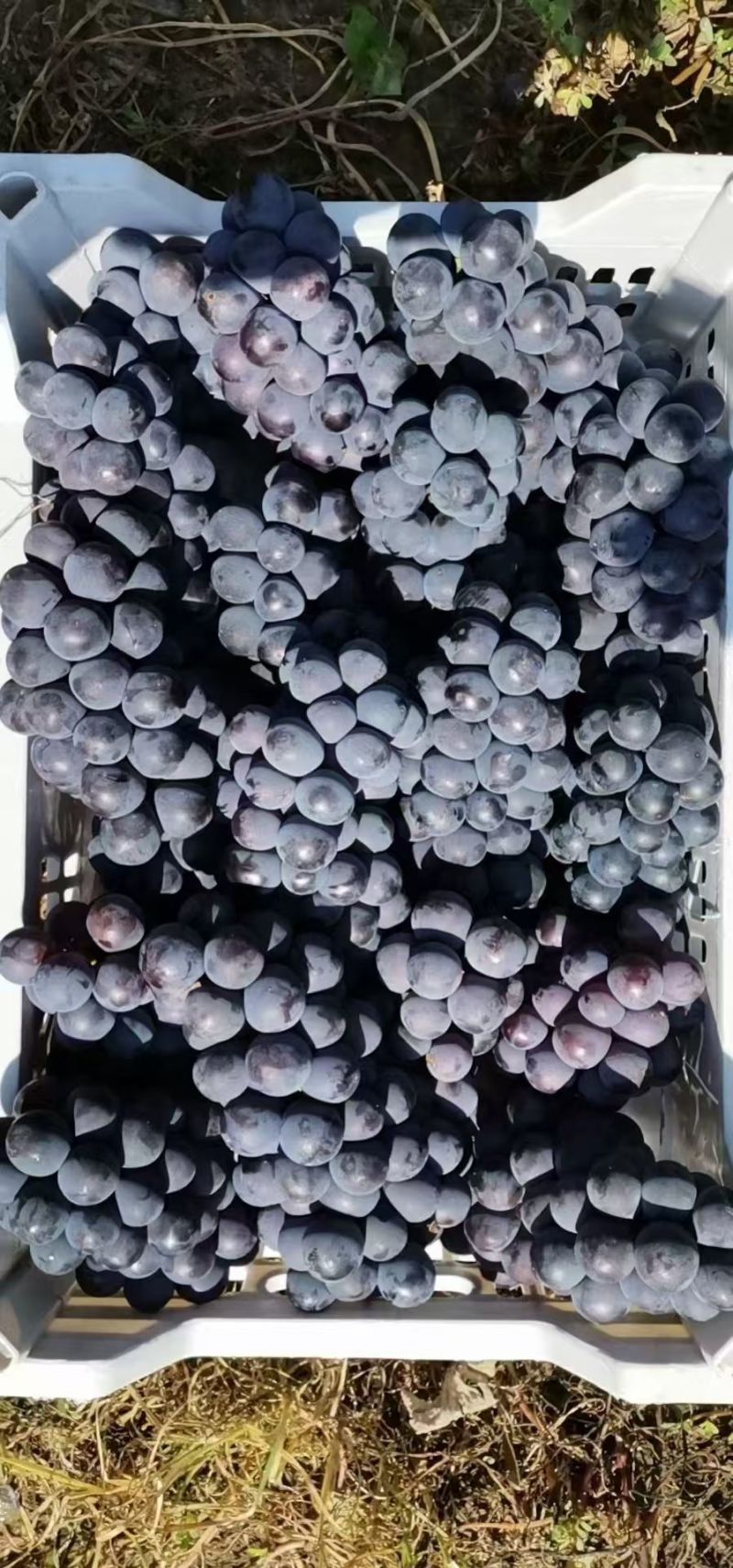 【精选】早熟晨旭葡萄上市中，鲜果大量现货，对接各大商超！