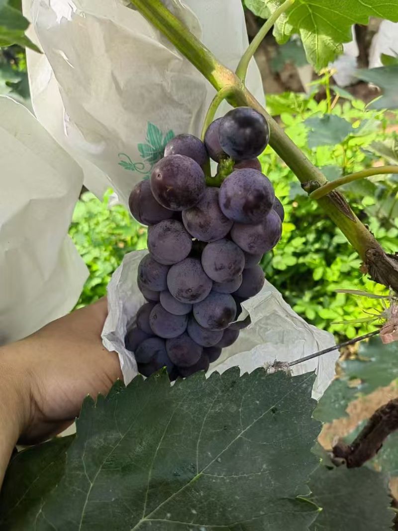 【精选】早熟晨旭葡萄上市中，鲜果大量现货，对接各大商超！