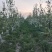 维纳斯黄金苹果