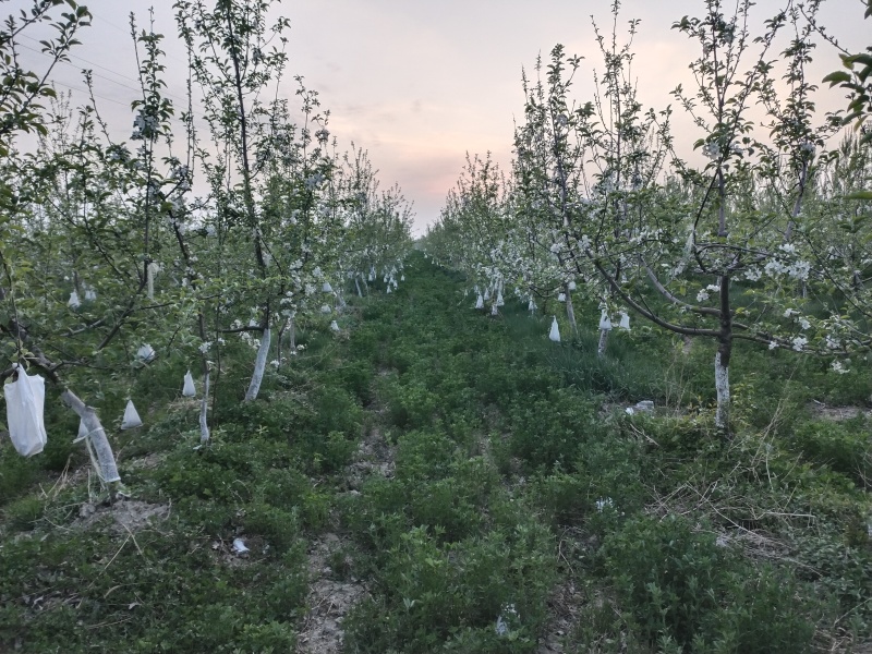 维纳斯黄金苹果