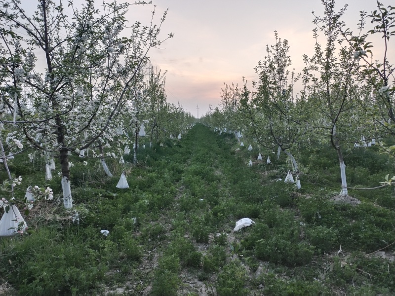 维纳斯黄金苹果