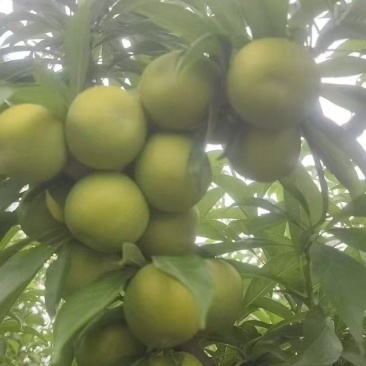 青脆李子，大量有货，产地一手货源，量大优惠，欢迎合作