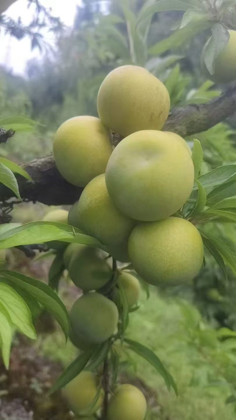 青脆李子，大量有货，产地一手货源，量大优惠，欢迎合作