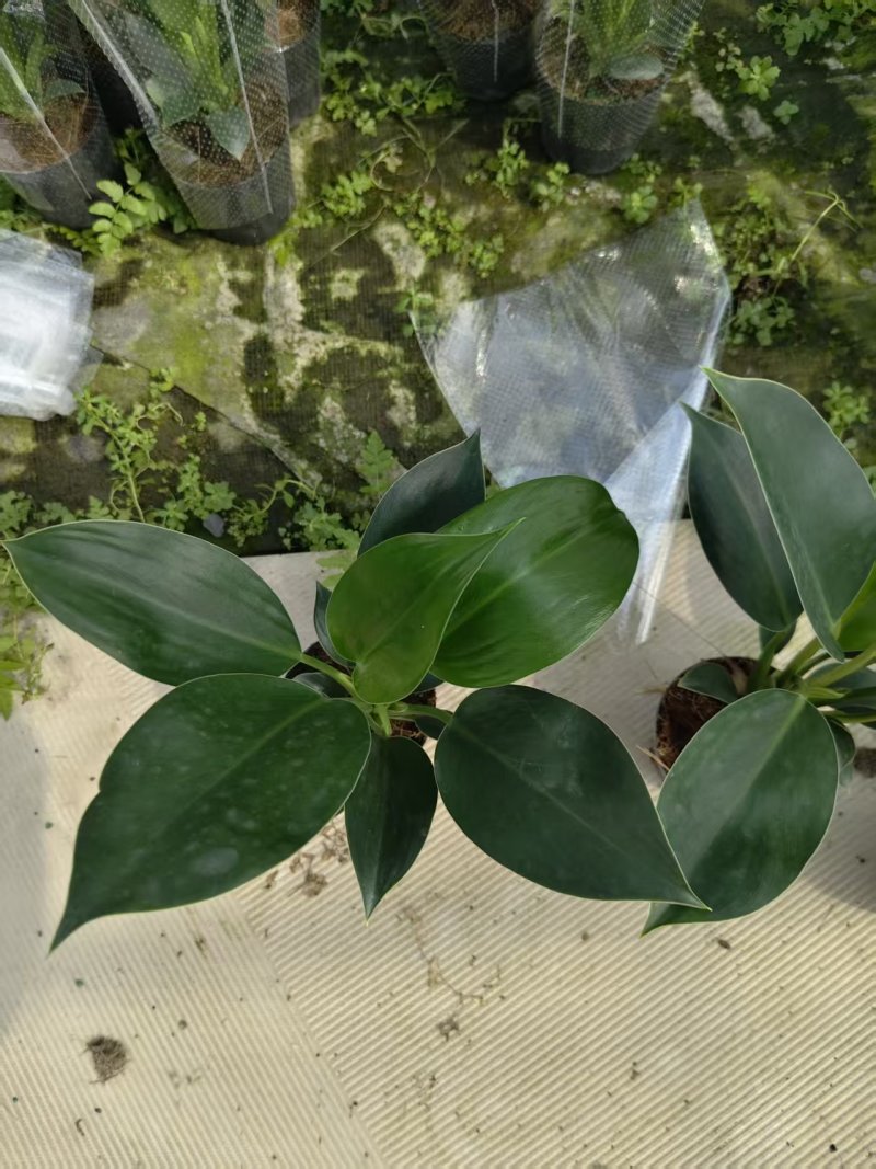 绿公主盆栽