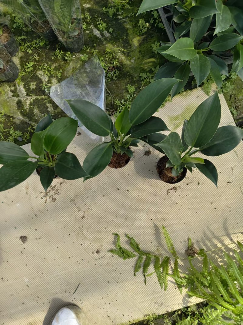 绿公主盆栽