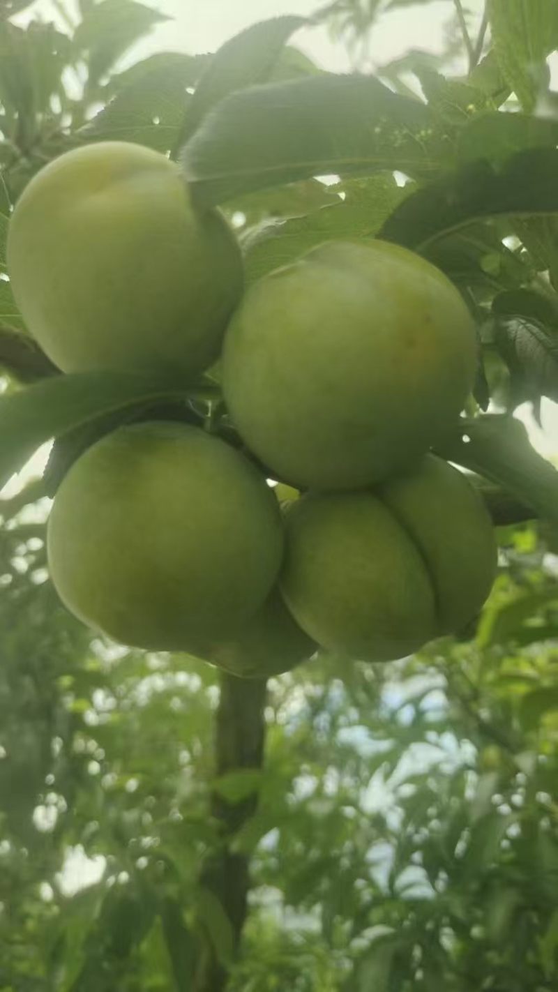 湖北青脆李子，产地直发，可视频看货，欢迎合作