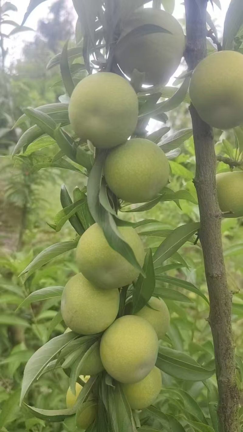 湖北青脆李子，产地直发，可视频看货，欢迎合作