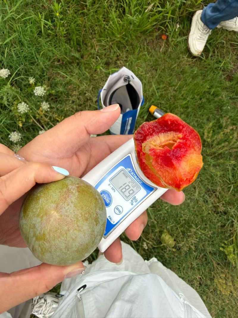 李子，味帝澳洲红八宝丹五月脆小宝石青脆李对接电商市场外贸