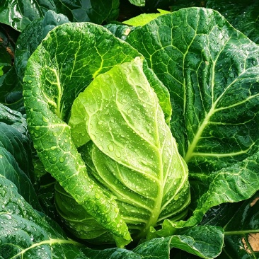 贵州牛心菜