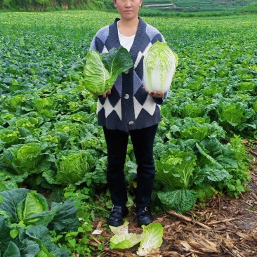 贵州高山大白菜，云雾露天种植