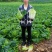 贵州高山大白菜，云雾露天种植