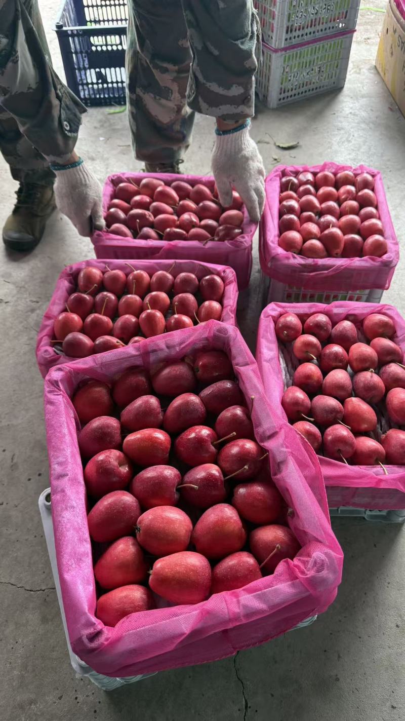 精品鸡心果货源充足量大从优保质保量欢迎前来咨询