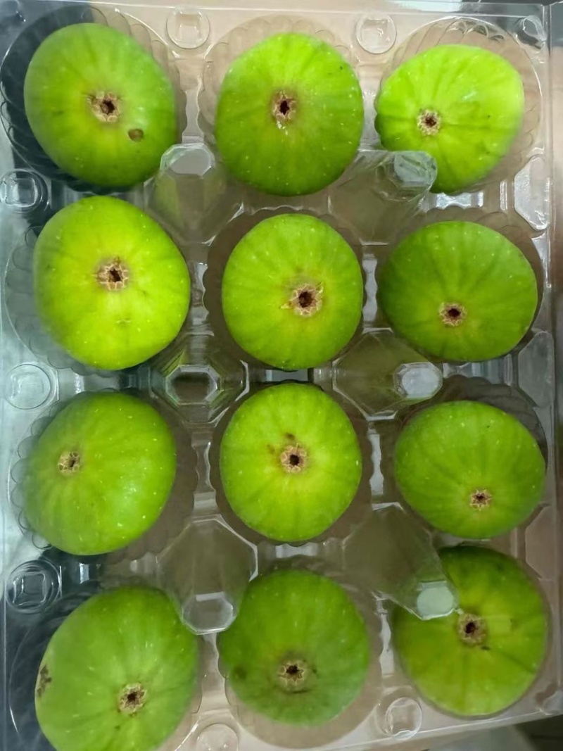 威海青皮无花果2026年新果