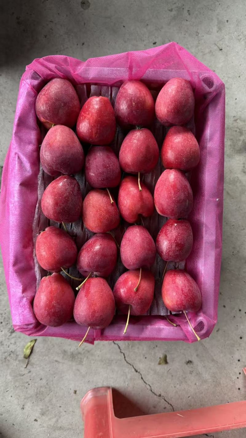 优质精品鸡心果海棠果大量上市，量大从优现摘现发欢迎咨询