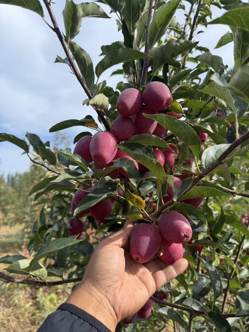 优质精品鸡心果海棠果大量上市，量大从优现摘现发欢迎咨询