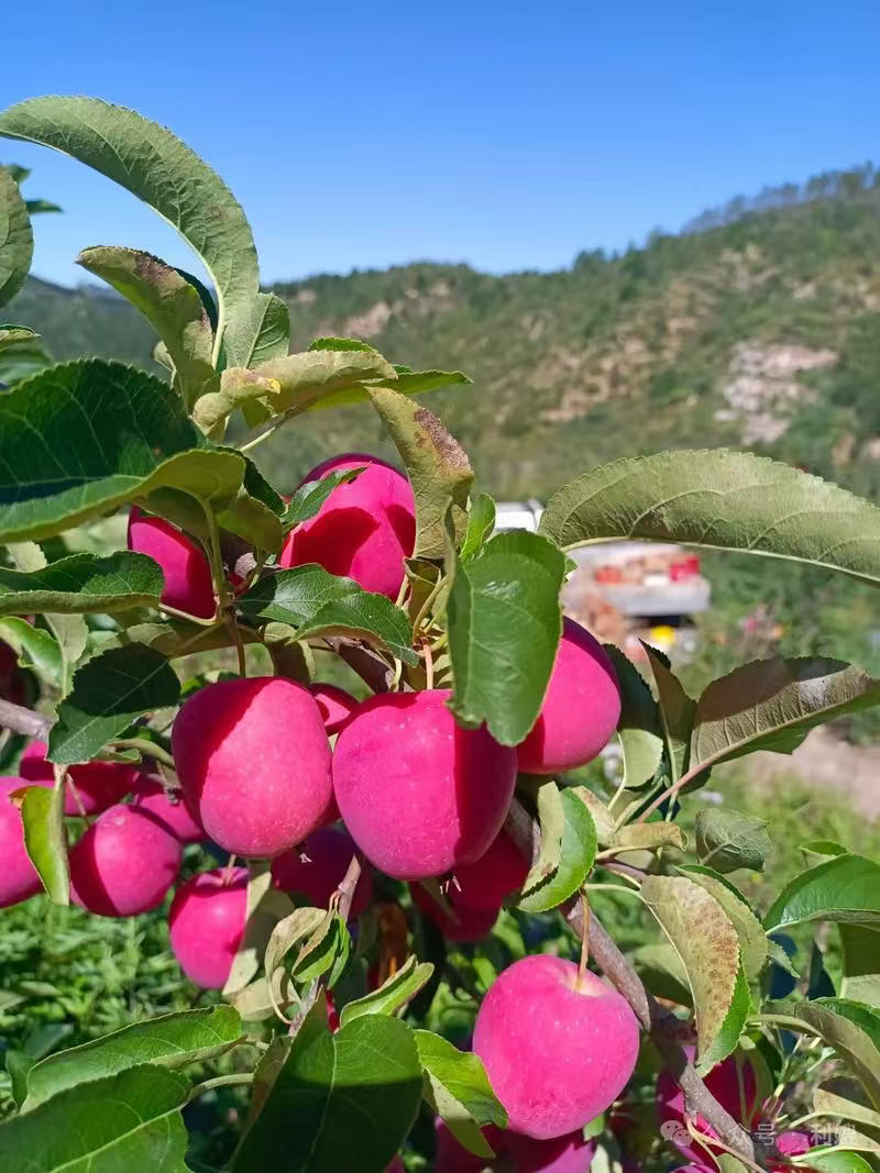 优质精品鸡心果海棠果大量上市，量大从优现摘现发欢迎咨询