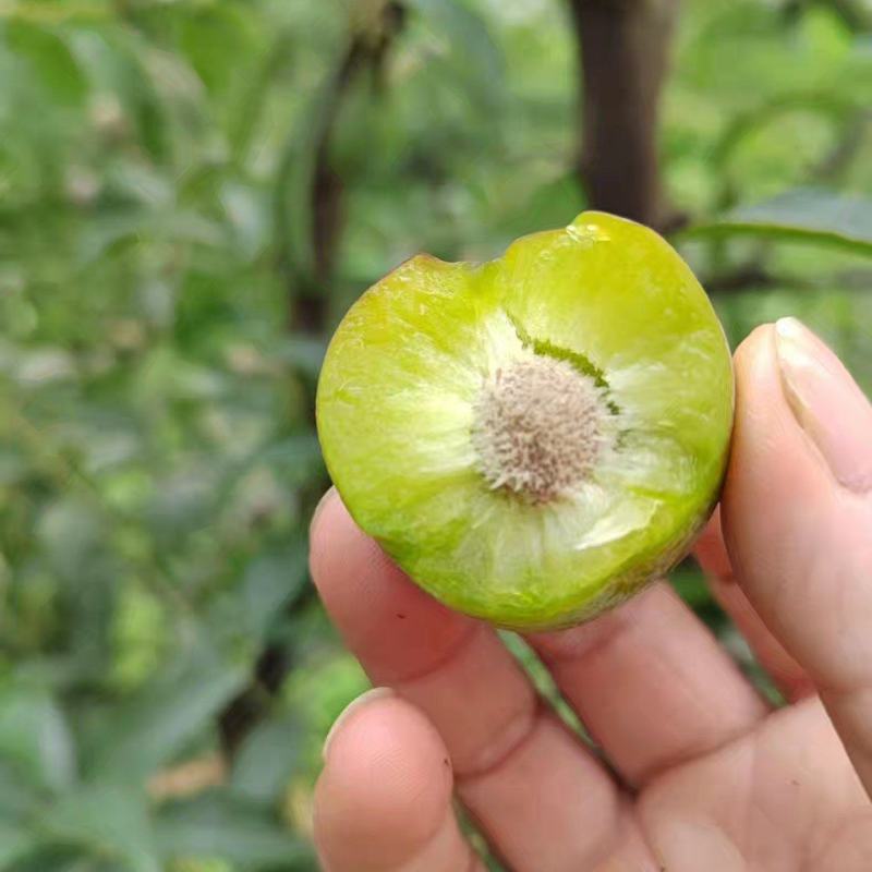 屏山茵红李上市了，需要的老板联系，有10万斤货，果农直售