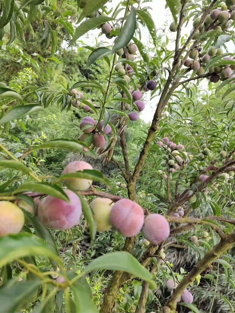 屏山茵红李上市了，需要的老板联系，有10万斤货，果农直售