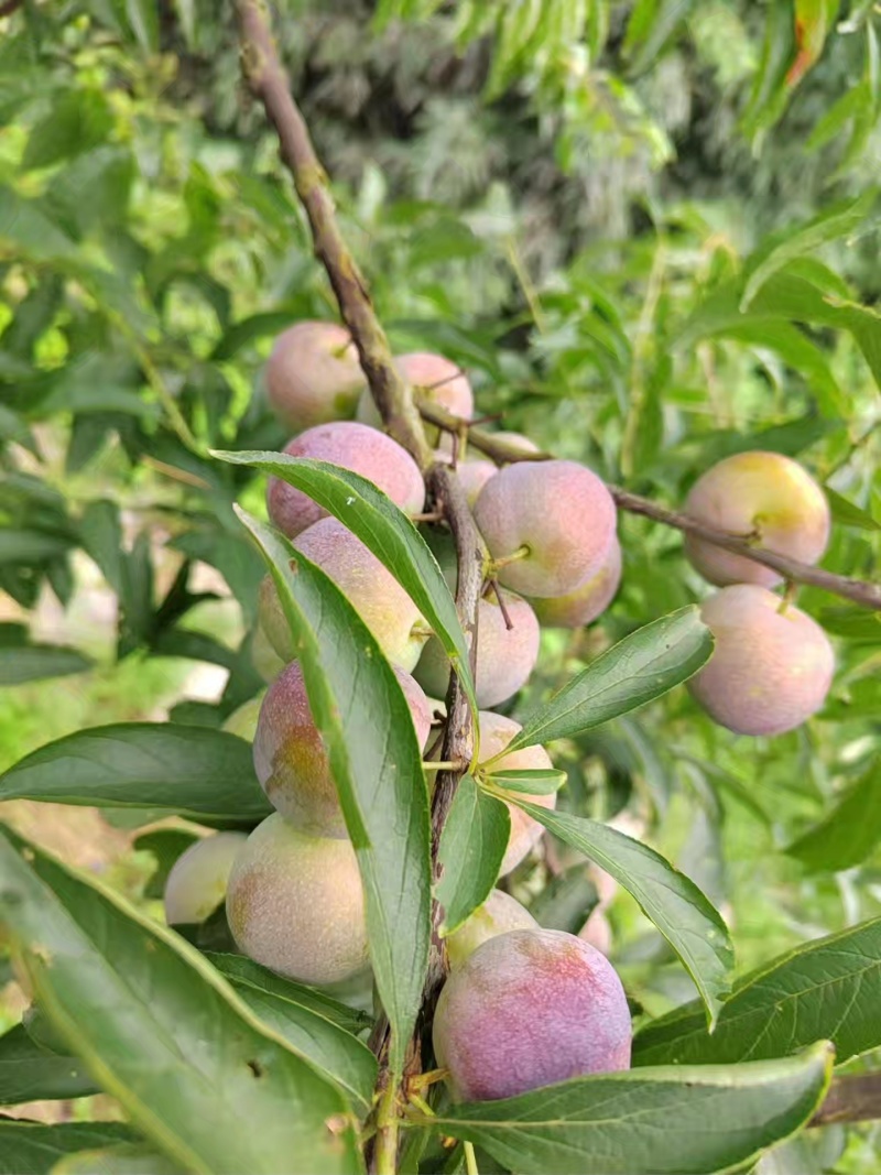 屏山茵红李上市了，需要的老板联系，有10万斤货，果农直售