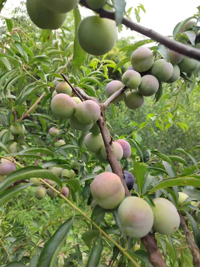 屏山茵红李上市了，需要的老板联系，有10万斤货，果农直售