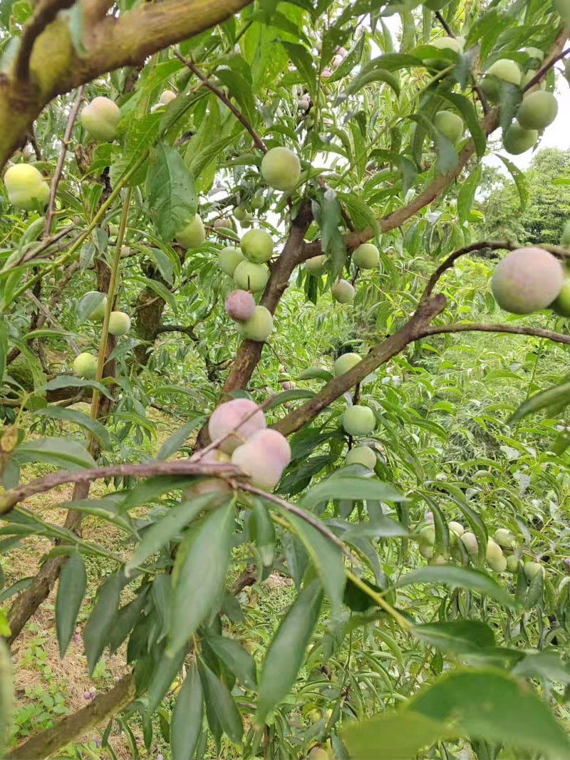 屏山茵红李上市了，需要的老板联系，有10万斤货，果农直售
