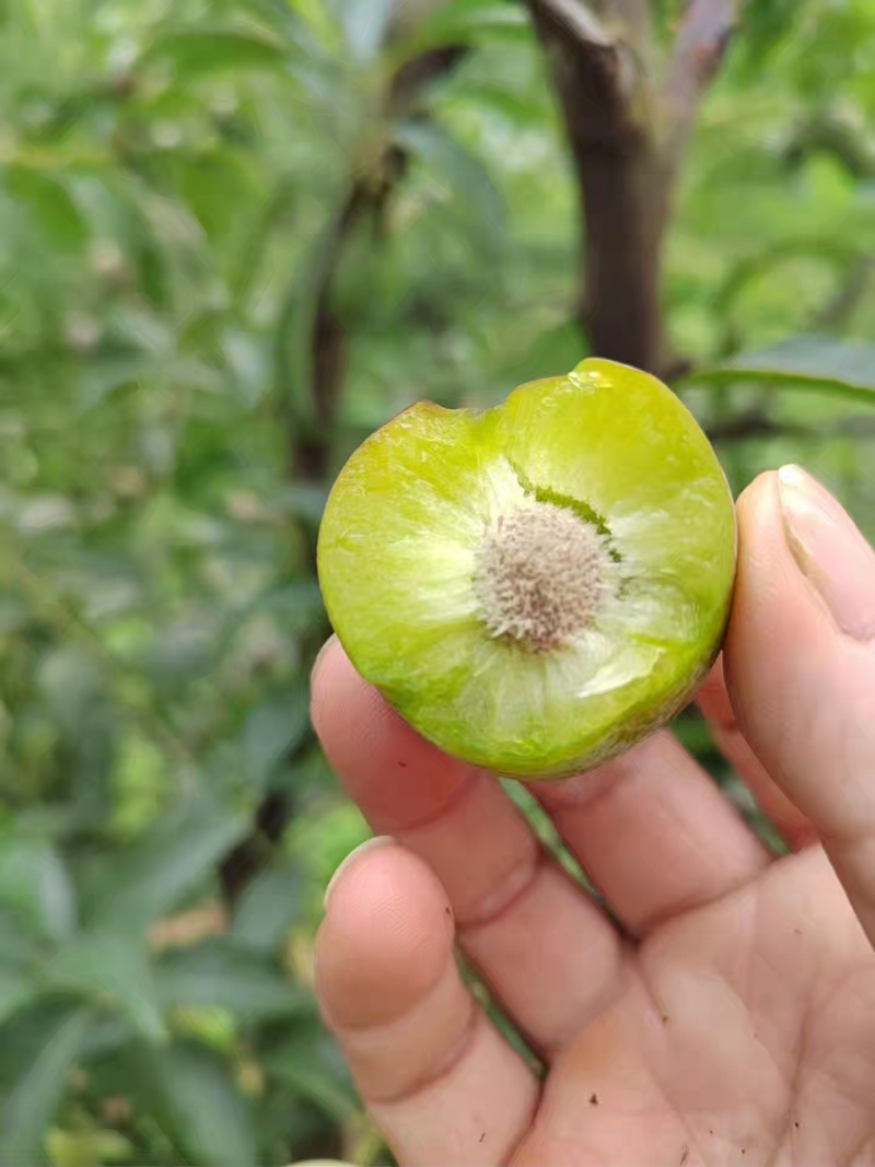 屏山茵红李上市了，需要的老板联系，有10万斤货，果农直售