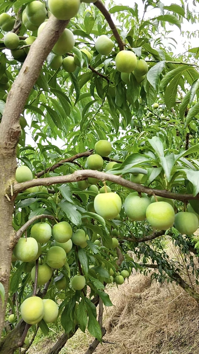 屏山茵红李上市了，需要的老板联系，有10万斤货，果农直售