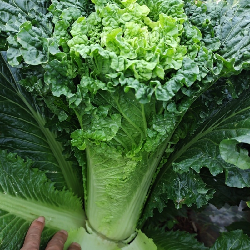 青麻叶白菜苗，苗清秀无病，质量保证，价格实惠