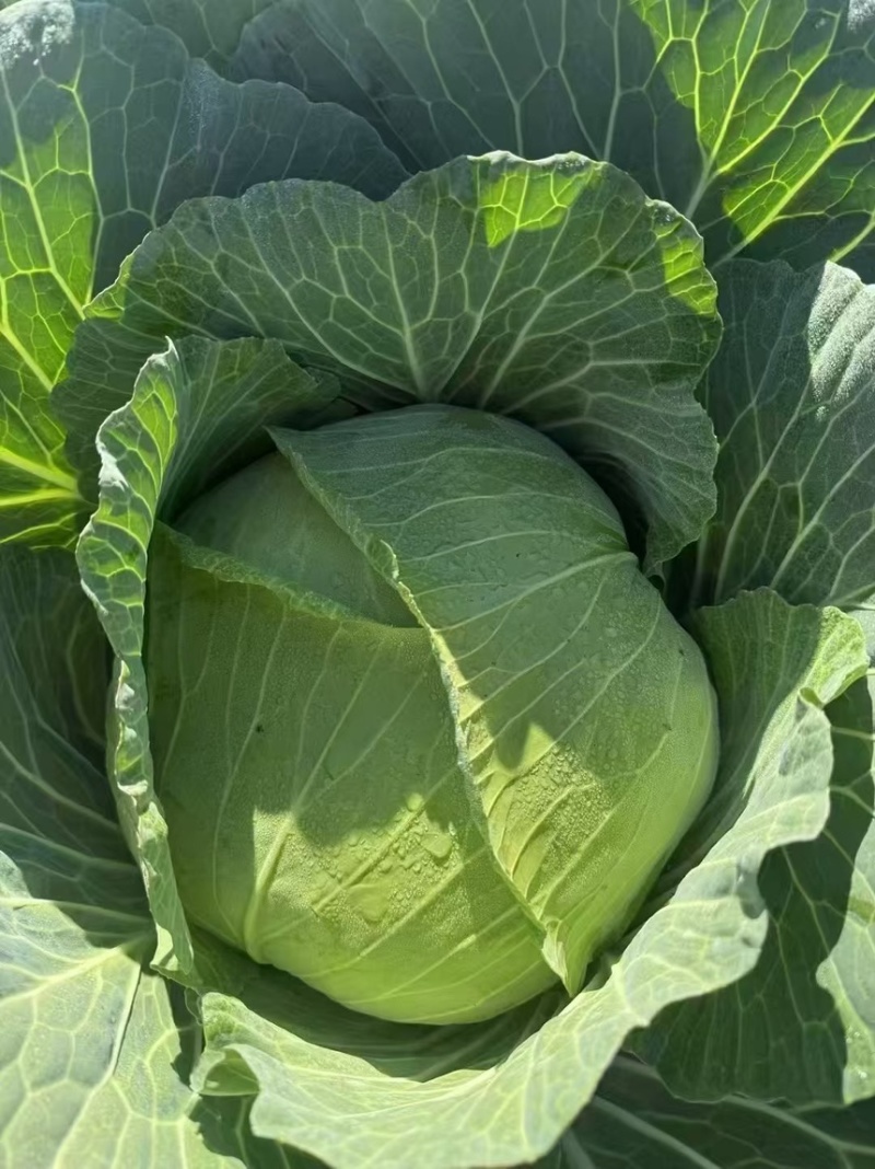 高产量奥奇丽包菜苗