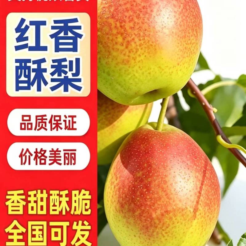 （精品红香苏梨）红香苏梨，水分充足，口感甜脆，产地直发。
