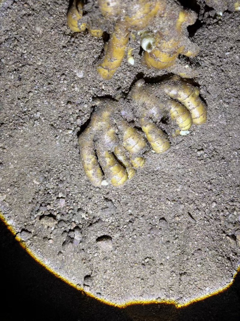 通货泥姜