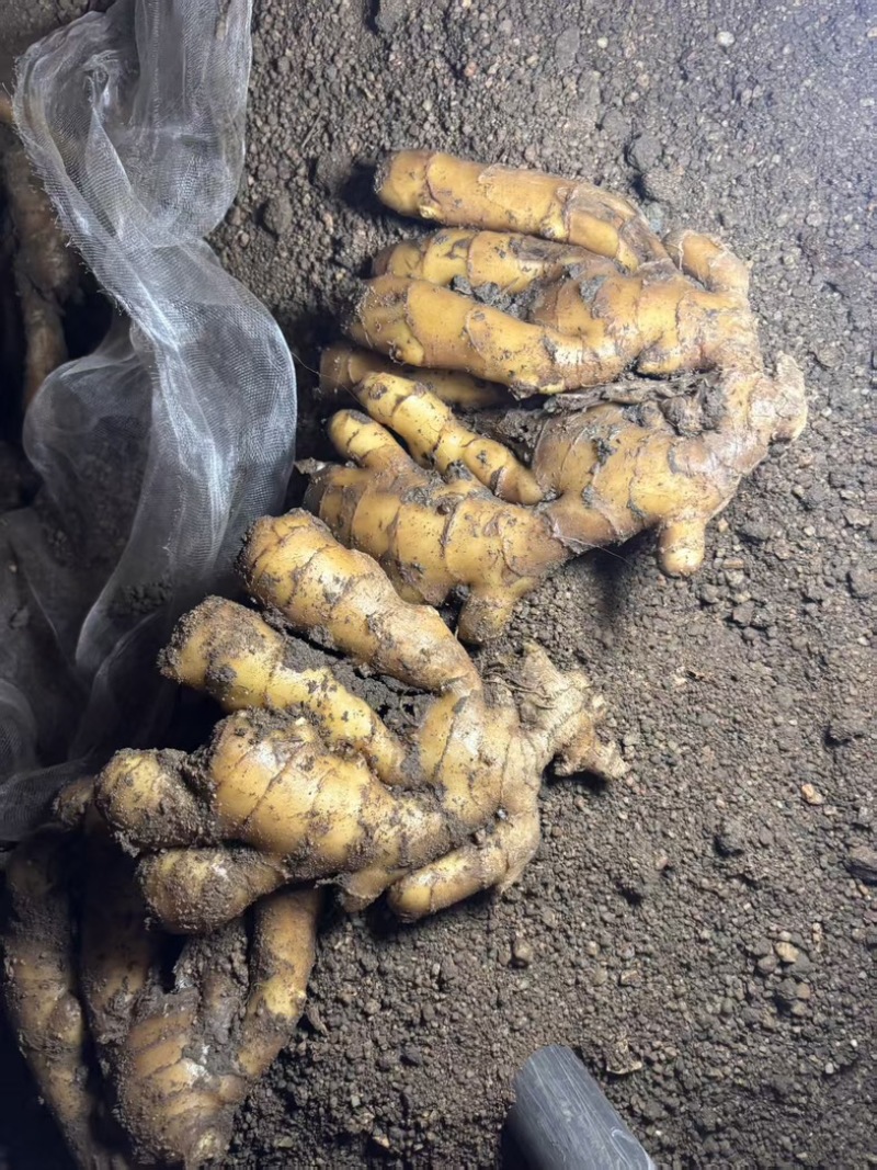 通货泥姜