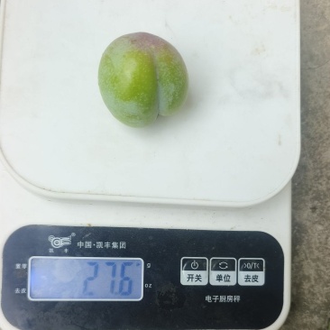 汉源小翠红开始上色了需要走电商批发越南
