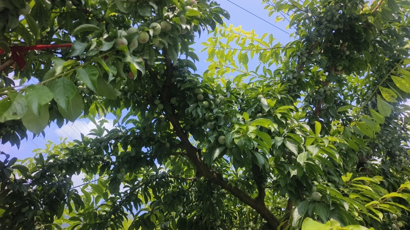 汉源小翠红开始上色了需要走电商批发越南