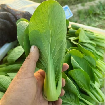 上海青，奶白菜