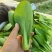 上海青，奶白菜